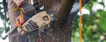 How Our Tree Care Process Works  in  Greenfield, OH