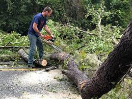 Professional Tree Services in Greenfield, OH